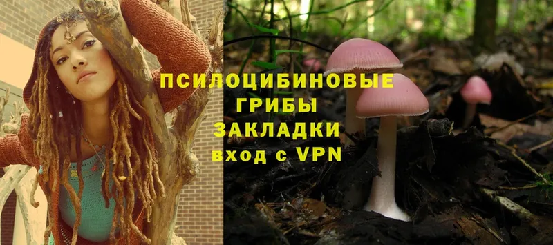 Галлюциногенные грибы Psilocybine cubensis  Камешково 